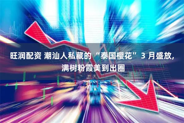 旺润配资 潮汕人私藏的 “泰国樱花” 3 月盛放, 满树粉霞美到出圈